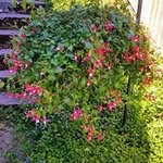 @kami._a._brown - Instagram