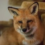 Kamil Lisowski - @lisu100 - Instagram
