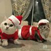 kamil smith - @kamil.the.cat - TikTok