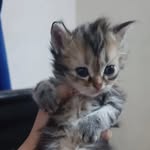 kamini chari - @charikamini64 - Instagram