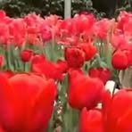 Kamini King - Facebook