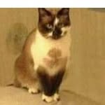 Poot Lavato - @kammygreeneggsandhammy - Instagram