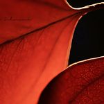 kamran akhavan - @kamranakhava - Instagram