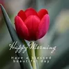 Kan Tham - @kan.tham - TikTok