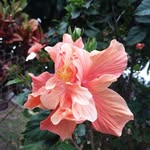 Kanani Rose - @krflora_design_co - Instagram