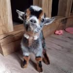 Kandace Cooper - @goat_girl07 - Instagram