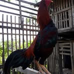 Kandang Untul - Facebook