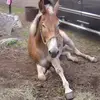 Kandee Smith - @4mules - TikTok
