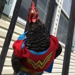 Kandi Greer - @tilly_the_chicken - Instagram
