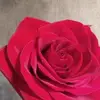 kandinewellreed - @kandinewellreed - TikTok