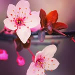 Kandi Rose San - @kanji_saku - Instagram
