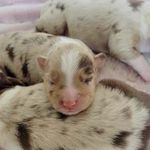 Kandi Smith - @pester_creek_puppies - Instagram