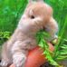 Ajijul Shake - Facebook
