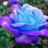 kandy_powers_ - @kandy_powers_ - TikTok