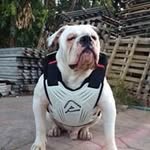Kane Bell - @kane5213 - Instagram