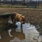 Kane Kennedy - @kanethebullyboy - Instagram