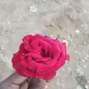 kanelang❤️💓 - @kanelang75 - TikTok