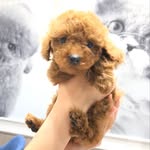 カネリとの暮らし - @kaneli122 - Instagram