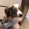 Kobie Blue - @kane.redshorts - TikTok