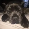 Kane the Corso - @kane.smallwood - TikTok