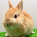 かねだい東戸塚　小動物 - @kanedaihigashi_smallanimal - Instagram