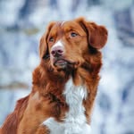 KANE 🦊🇳🇴 - @kanethetoller - Instagram