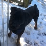 Kane Turner - @kane_the_rottweiler - Instagram