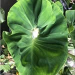 Kanewai Punaluu Punaluu Kanewai - @kanewai_hawaii - Instagram