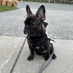 Kane Walker - @kane_frenchbulldog - Instagram