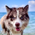 Kane the Pomsky - @kanewallz - Instagram