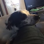 Kane Washington - @kaners_the_dog - Instagram