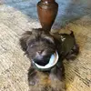 Kane Willis - @adognamedmochi - TikTok