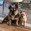 kaneandwinterpaws - @kaneandwinterpaws - TikTok