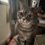 Kane Wong - @kane_wong115 - Instagram