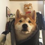 Kane Wong - @southwindsoz_ - Instagram
