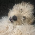 Kane🐶🗽 - @kane__york - Instagram