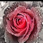 Kaneez Khan - @kaneez.khan.520 - Instagram