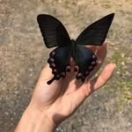 Syeda Naqvi - @kaneez_raza94 - Instagram