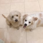 Gogo 13 y.o & Kangchi 2 y.o - @gogo.and.kangchi - Instagram