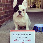 Kanisha Brown - @pupslova - Instagram