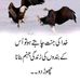 Kanwal Mustafa - Facebook