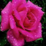 kanwal - @kanwalrizvi14 - Instagram