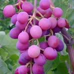 Kanwal Sheikh - Facebook