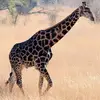 kapilthacker45 - @kapilthacker45 - TikTok