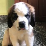 Kara Nembang Rai - @kara__st.bernard - Instagram