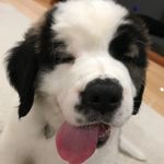Kara The St. Bernard - @karathesaint - Instagram