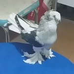 Kenan Çakır - @karada_kenan_cakir_dayiiiiii - Instagram