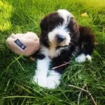 Tatiana & Kara Duepre - @isla_rose_sheepadoodle - Instagram