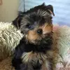 karaflowers7 - @kara.flowers96 - TikTok