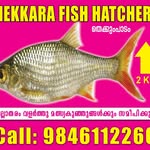 Mekkara Fish Hatchery - @mekkara.fishhatchery - Instagram